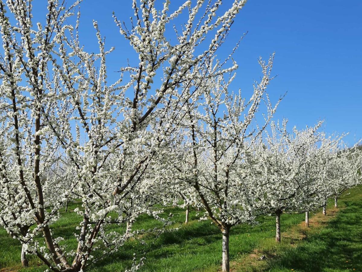 Ferienwohnung Am Weinberg Oberkirch  Zewnętrze zdjęcie