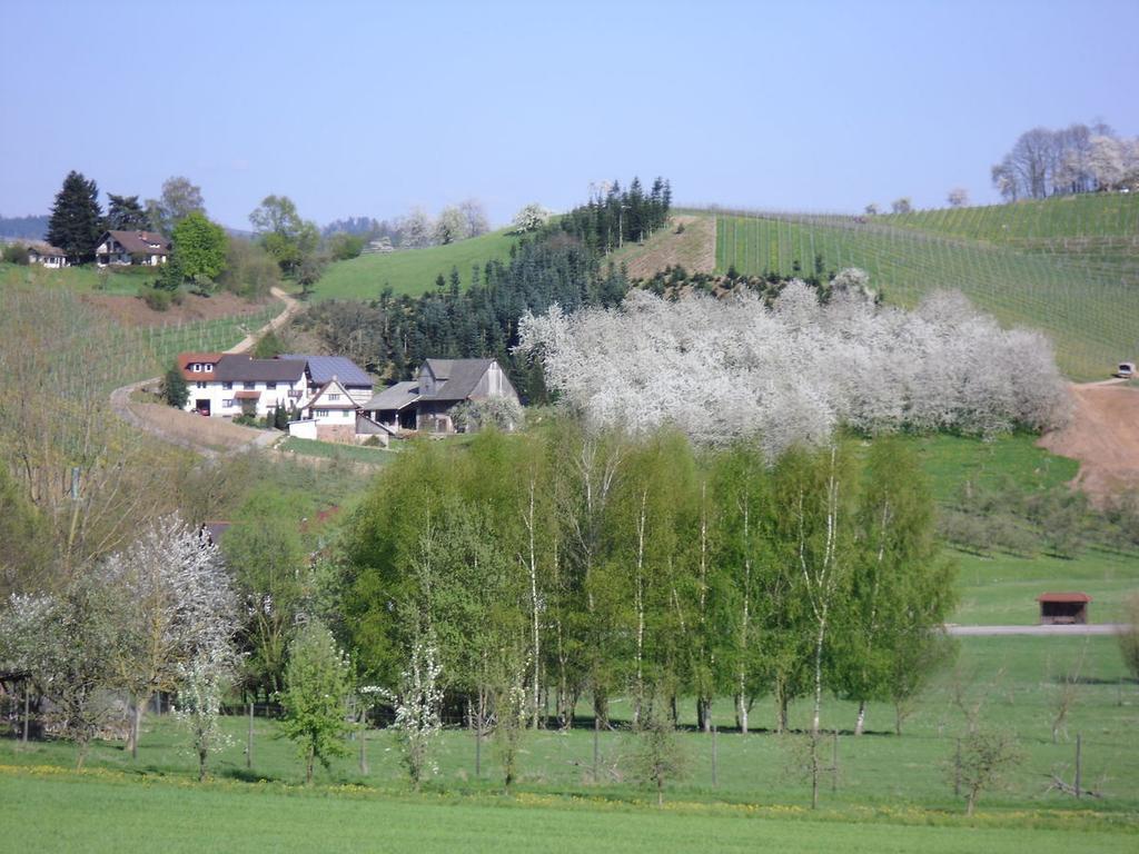 Ferienwohnung Am Weinberg Oberkirch  Zewnętrze zdjęcie